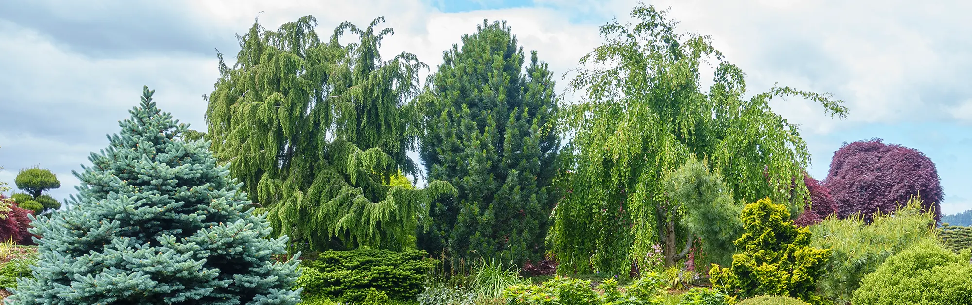 Grow Your Dream Garden Today